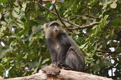 Cercopithecus mitis manyaraensis