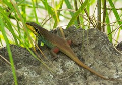 Trachylepis quinquetaeniata