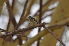 Indicator variegatus