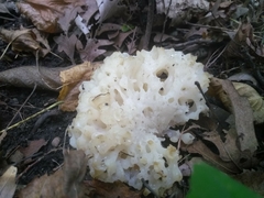 Sebacina sparassoidea