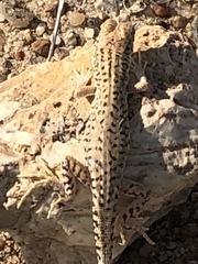 Meroles suborbitalis