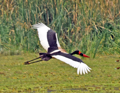 Saddle-billed Stork