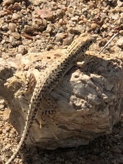 Meroles suborbitalis