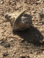 Meroles suborbitalis