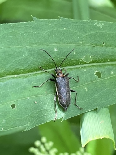 Double-lined Longhorn Beetle photo 5