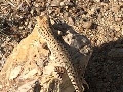 Meroles suborbitalis