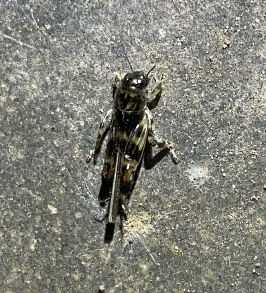 Afrotridactylus
