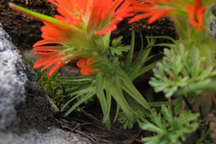 Castilleja rupicola