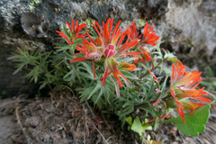 Castilleja rupicola