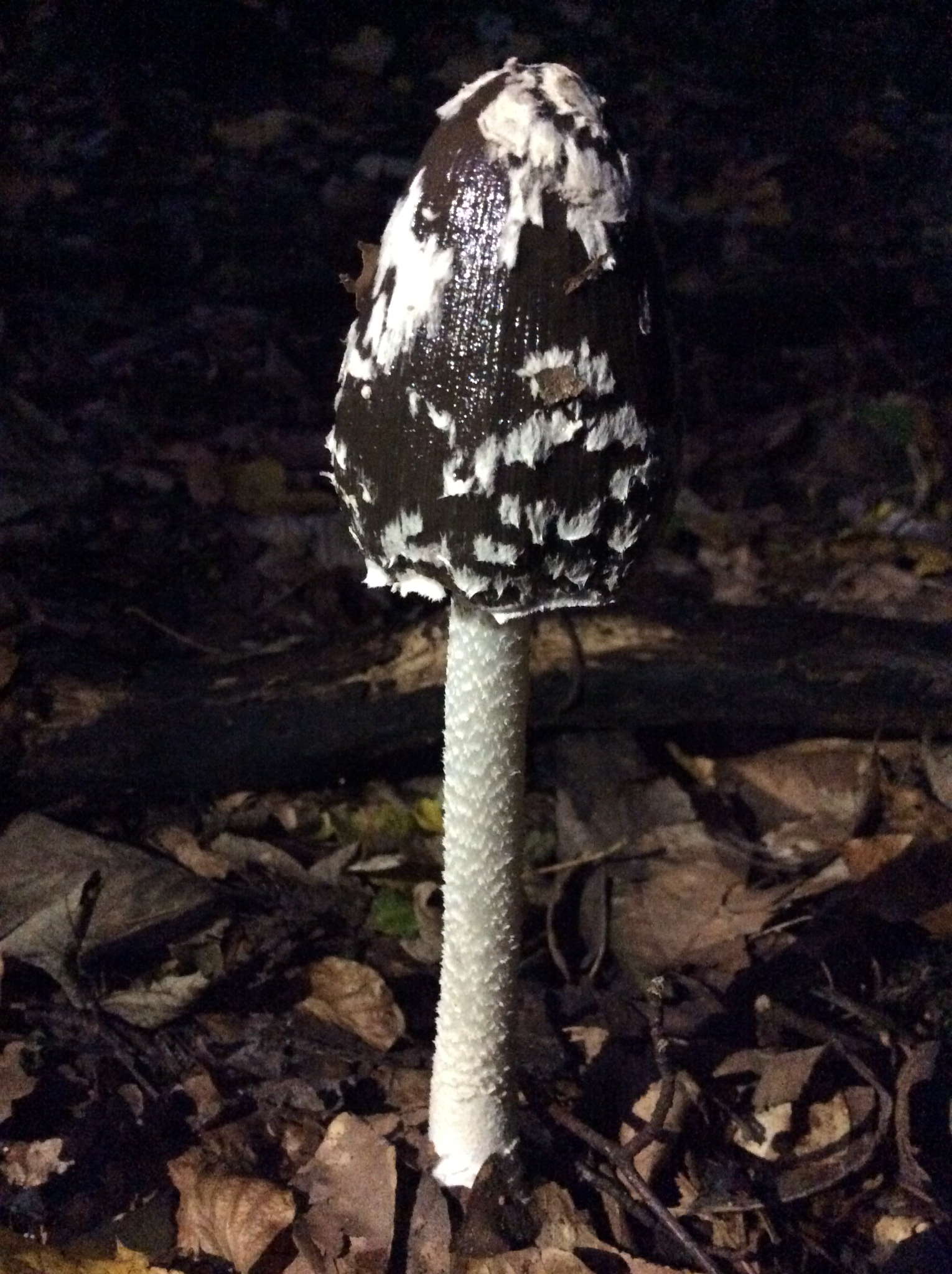 Coprinopsis picacea image