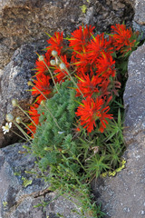Castilleja rupicola
