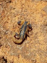 Uroplectes triangulifer