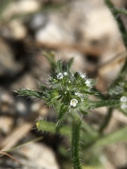 Cryptantha maritima maritima