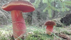 Rubroboletus