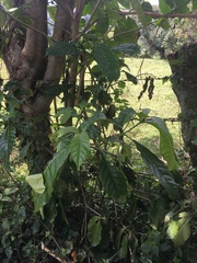 Tabernaemontana litoralis