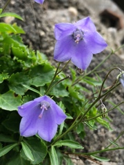 Campanula cochleariifolia
