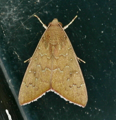 Anomis illita