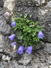 Campanula cochleariifolia