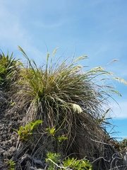 Chionochloa