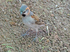 Passer rufocinctus