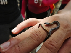 Erythrolamprus melanotus