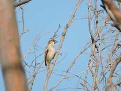 Passer domesticus