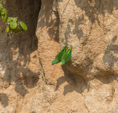 Brotogeris sanctithomae