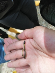 Erythrolamprus melanotus