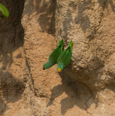 Brotogeris sanctithomae