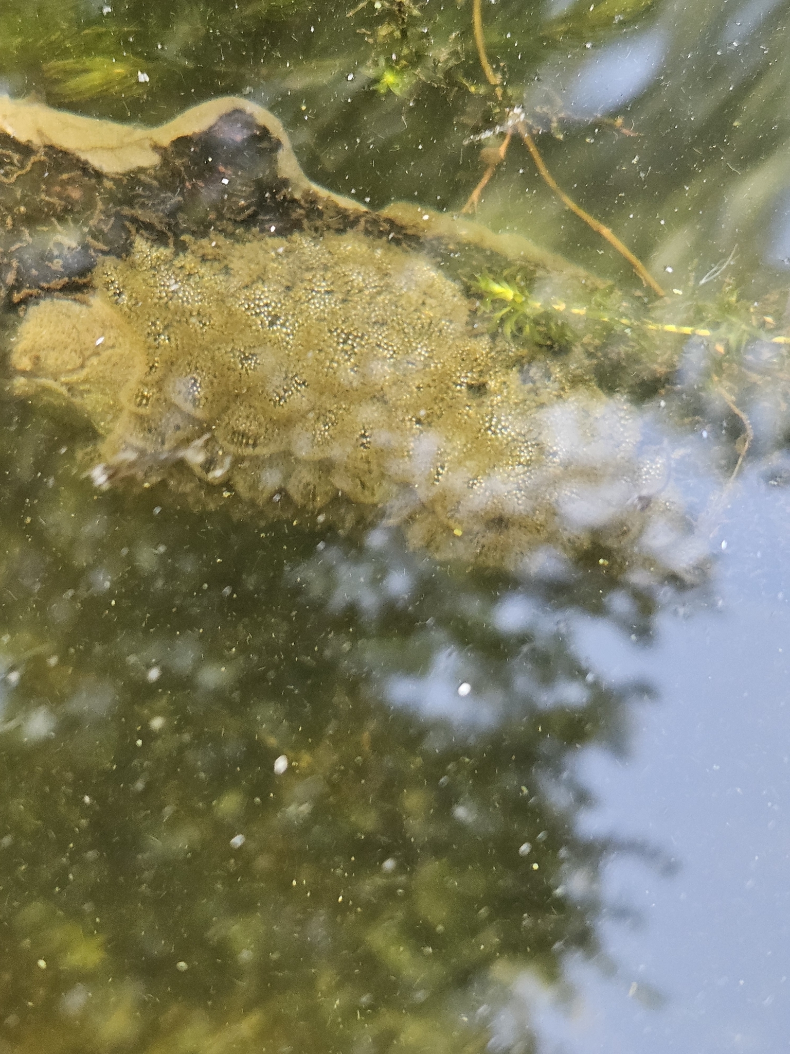 Pectinatella magnifica (Leidy, 1851)