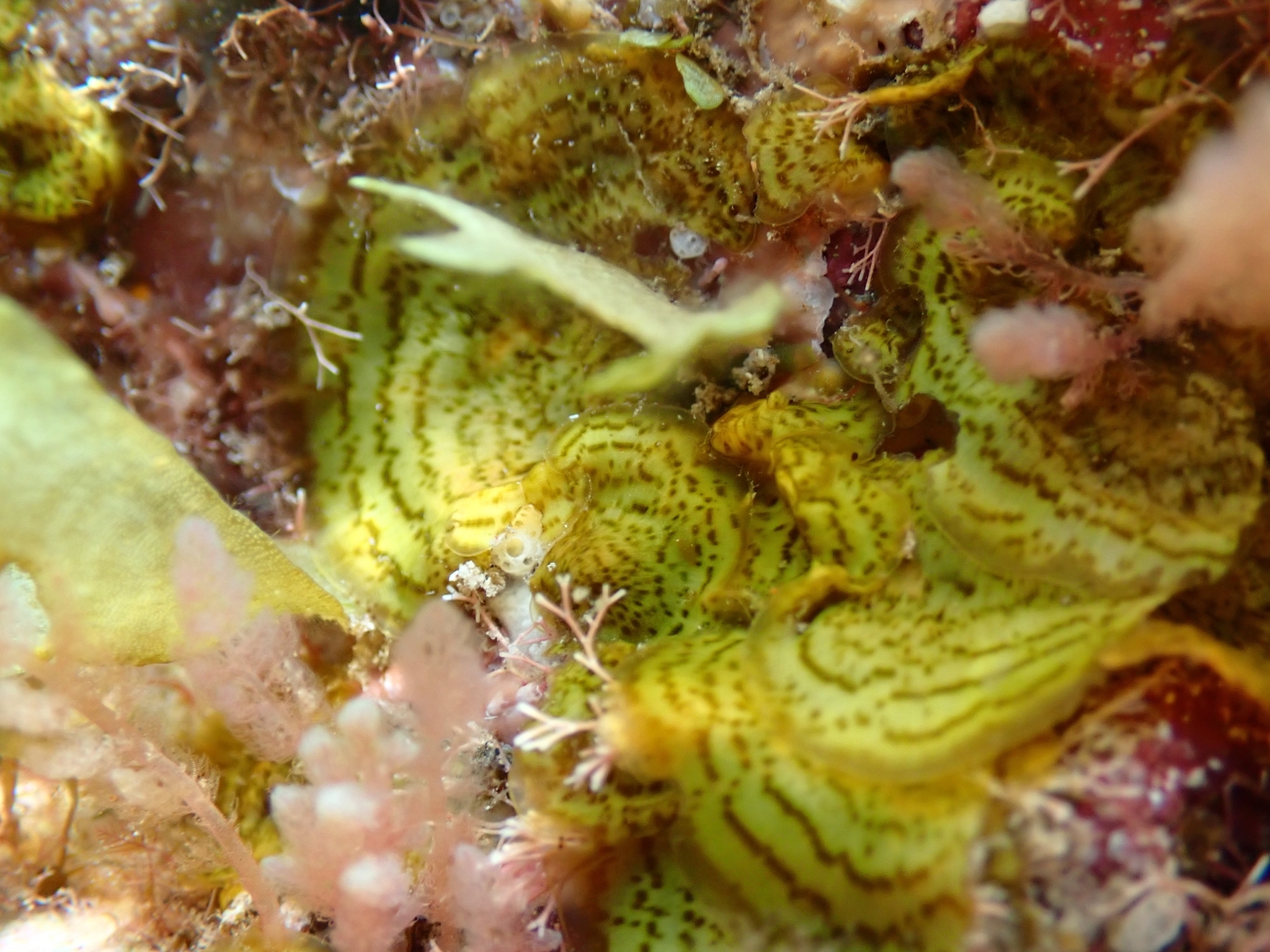 Lobophora canariensis