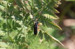 Phytoecia affinis
