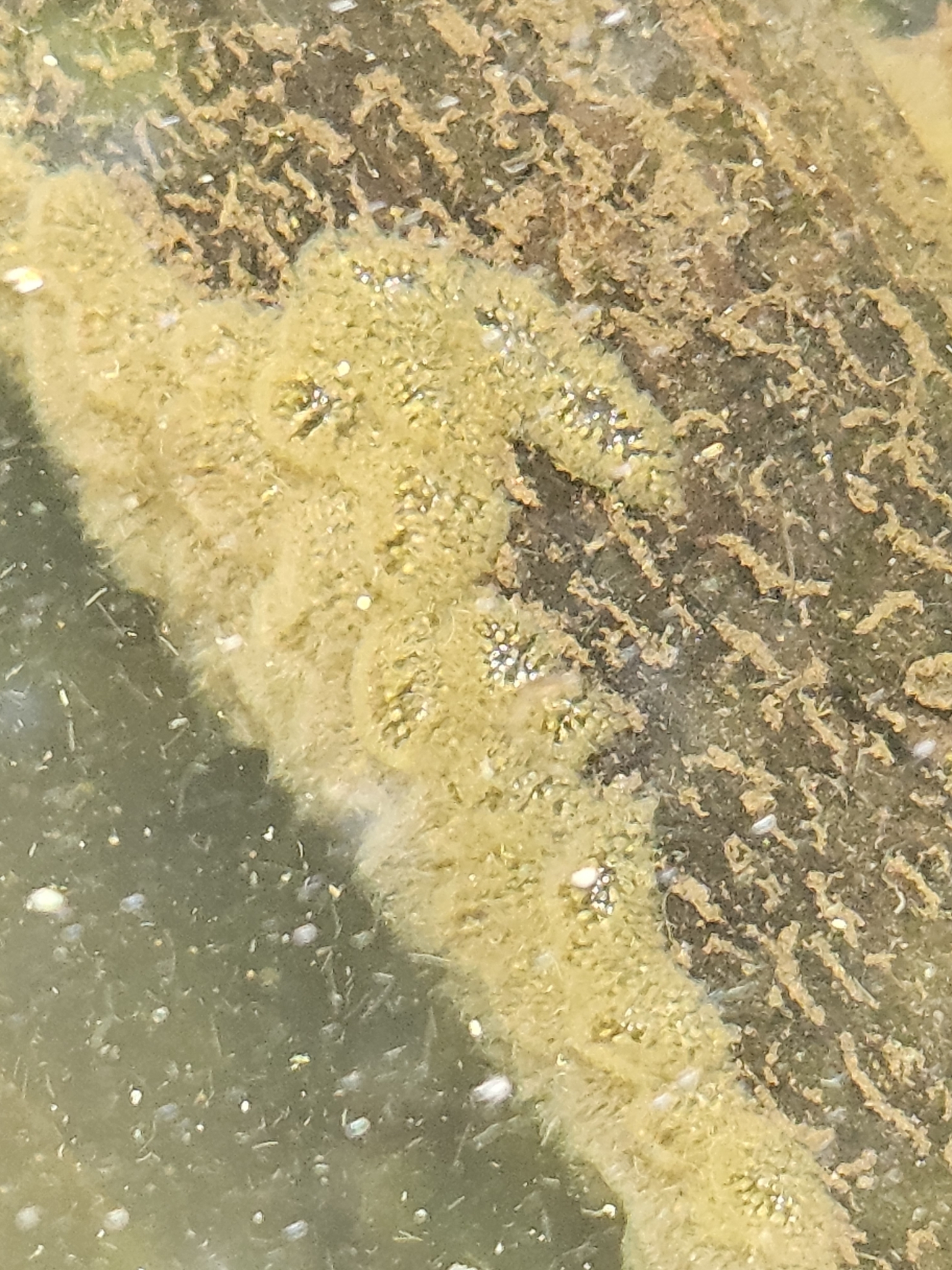 Pectinatella magnifica (Leidy, 1851)