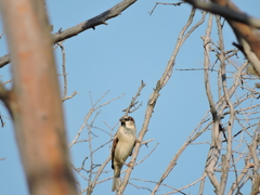 Passer domesticus