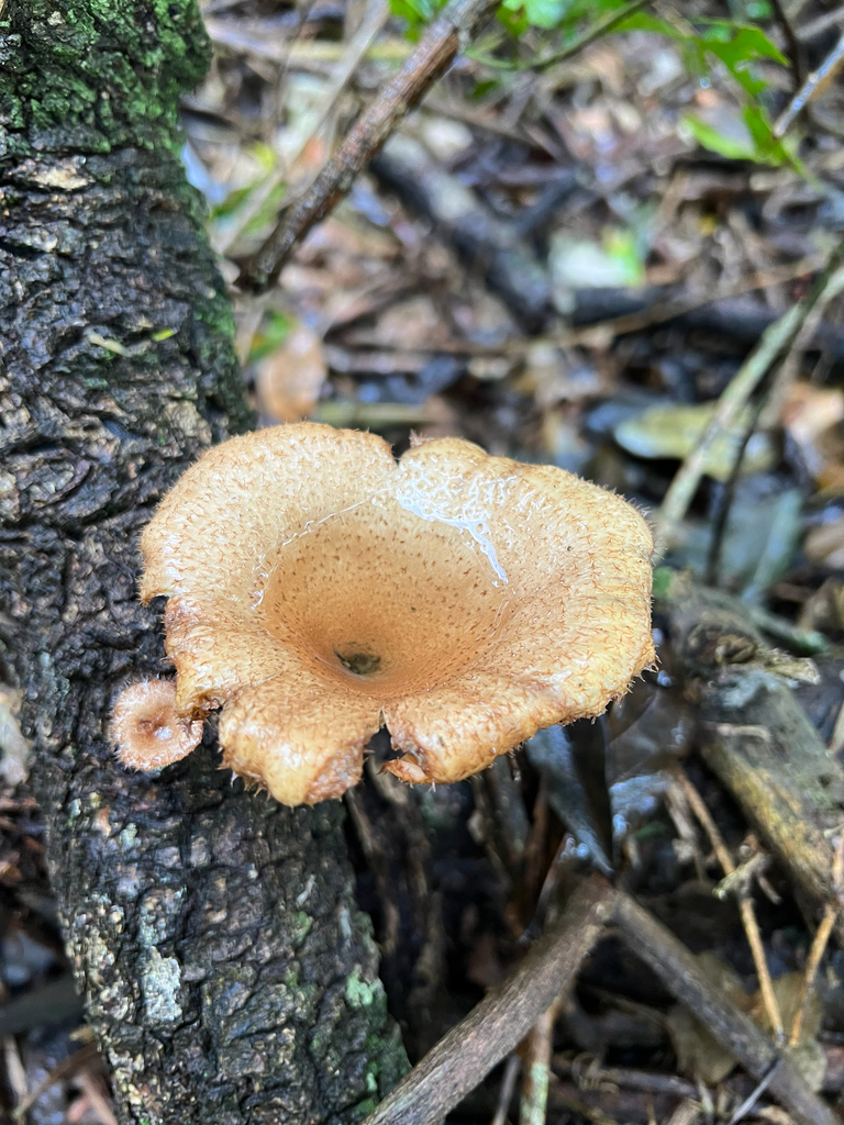 Panus strigellus · October 2022 · photo: © emma96 (iNaturalist, cc-by-nc)