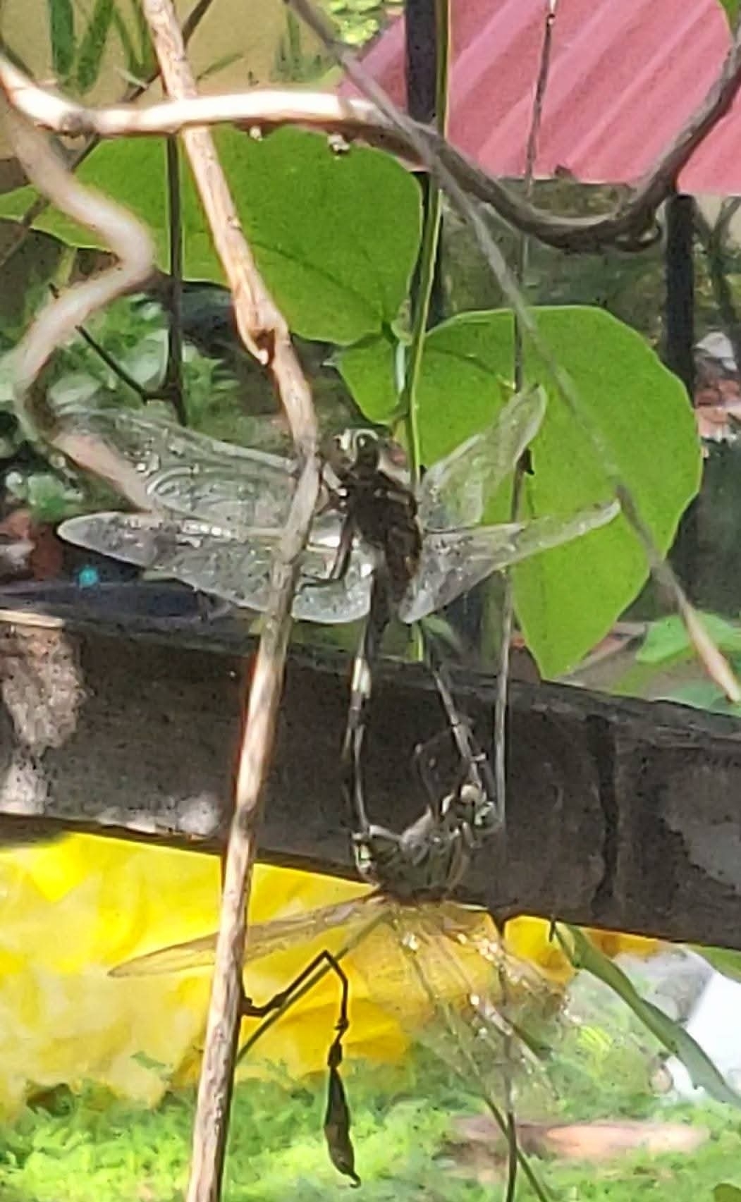 Slender Skimmer