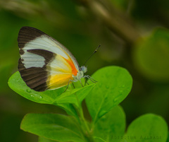 Mylothris chloris chloris