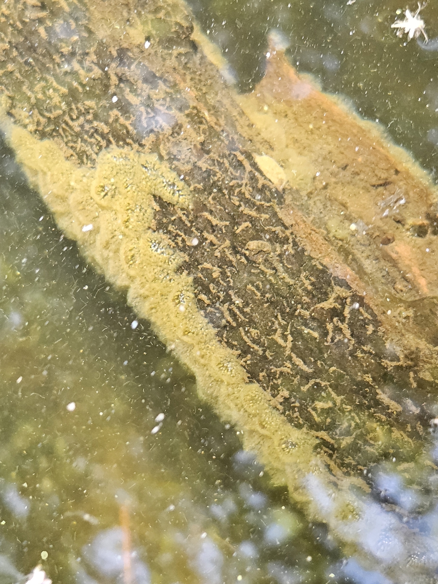 Pectinatella magnifica (Leidy, 1851)