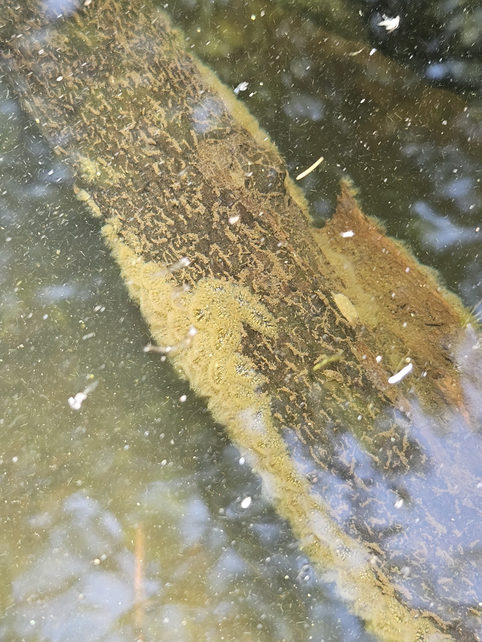 Pectinatella magnifica (Leidy, 1851)