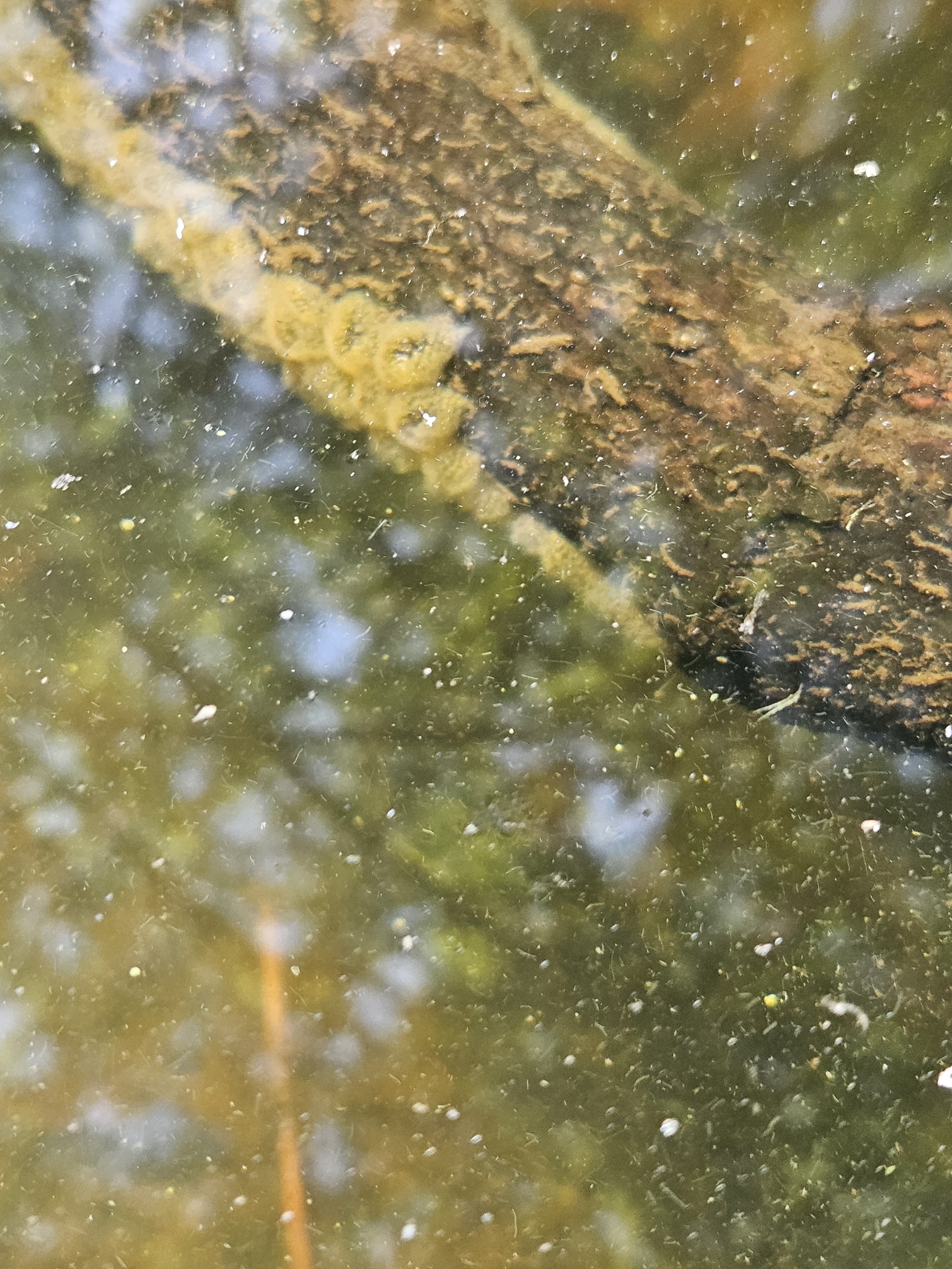 Pectinatella magnifica (Leidy, 1851)