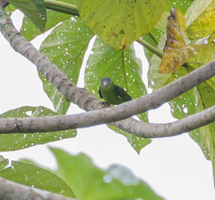 Nannopsittaca dachilleae