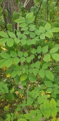 Aralia elata