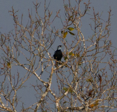Gymnoderus foetidus