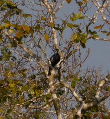 Gymnoderus foetidus
