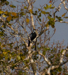 Gymnoderus foetidus