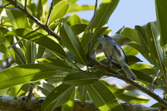 Polioptila bilineata