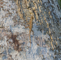 Anolis ortonii