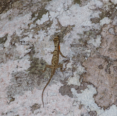 Anolis ortonii
