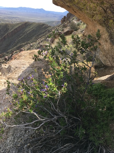 Image of Salvia eremostachya by (c) Matt Berger, some rights reserved (CC BY)