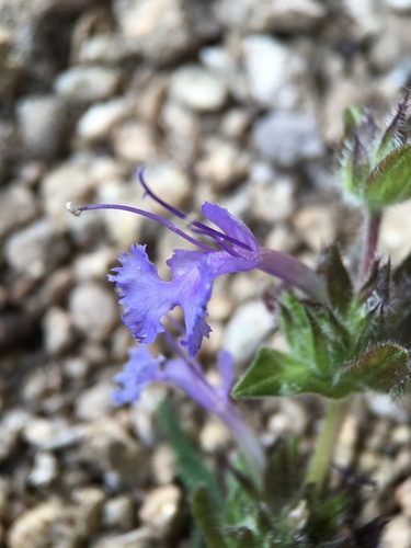 Image of Salvia eremostachya by (c) Matt Berger, some rights reserved (CC BY)